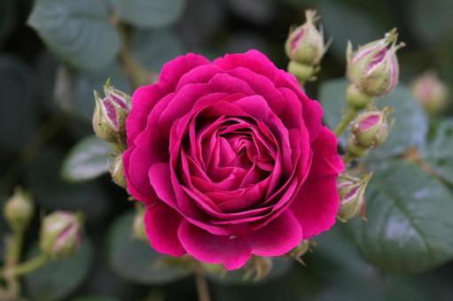 Photo, rose, red-purple, gypsy boy, 