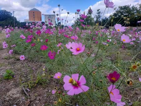 コスモス コスモス コスモス,秋の花,青空の写真素材