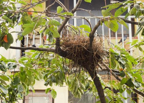 柿の木の鳥の巣 鳥の巣,巣作り,柿の木の写真素材
