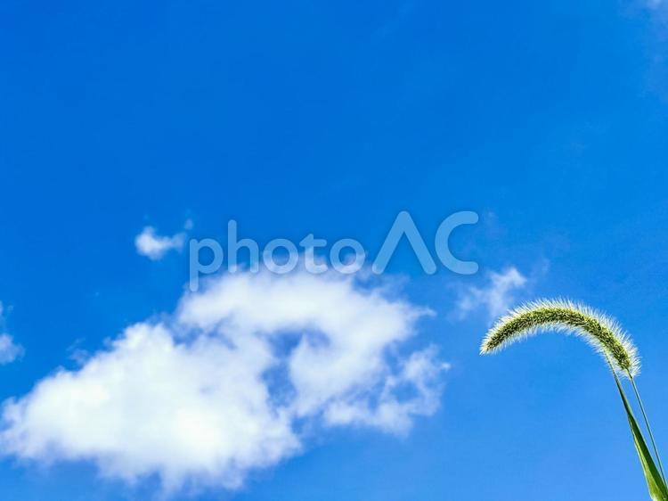 野草と夏空 空,雲,コピースペースの写真素材