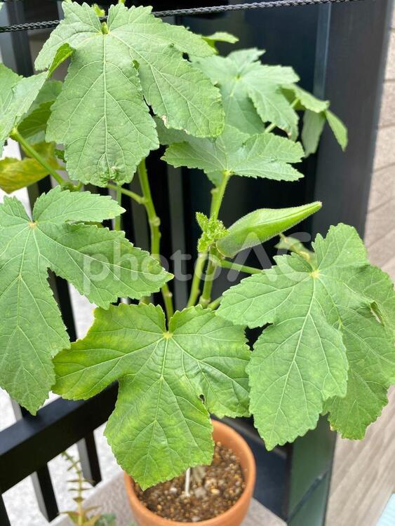 植木鉢に入った可愛い植物 植木鉢,葉っぱ,可愛いの写真素材