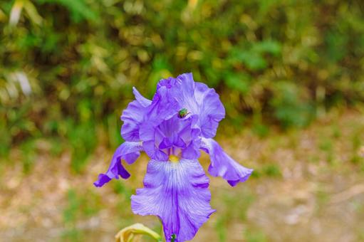 ジャーマンアイリス2ー7 ジャーマンアイリス,屋外,風景の写真素材