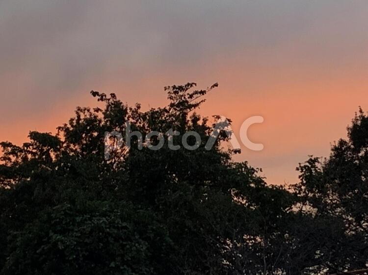 秋の夕焼け 日暮れ,暁,木の写真素材