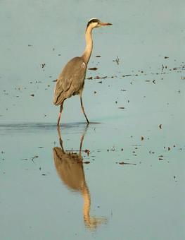 Grey Heron, JPG