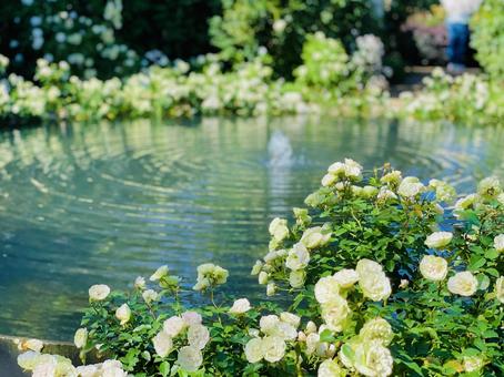 噴水と花 花,自然,噴水の写真素材