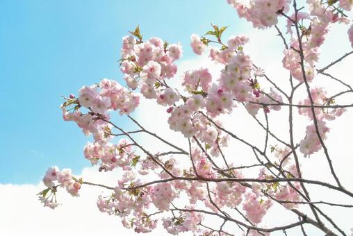 青空と桜（ソメイヨシノ）の写真
