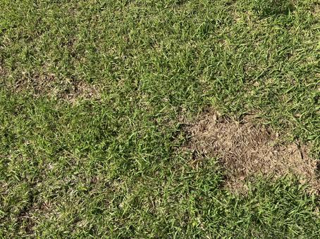 グリーン芝生テクスチャー グリーン芝生テクスチャーの写真