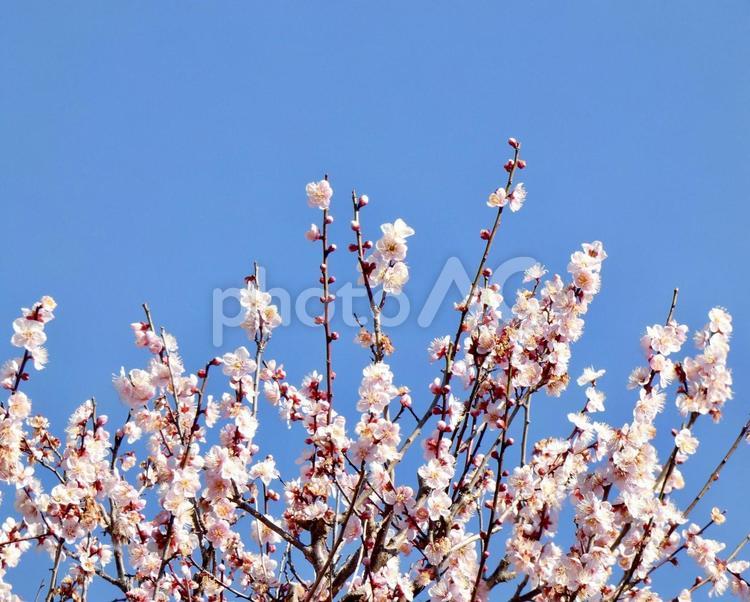 青空とピンクの梅の花 青空とピンクの梅の花 春,梅,ピンクの写真素材