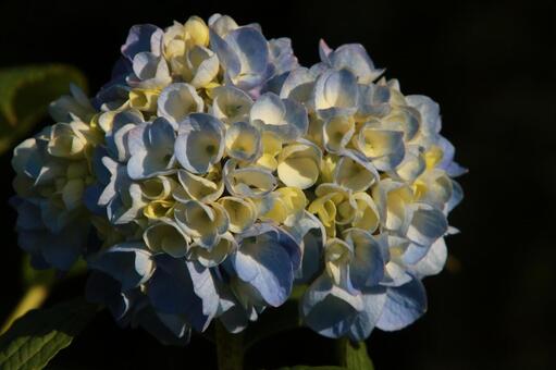 柔らかな光を浴びて青いあじさい 柔らかな光を浴びて青いあじさいの写真