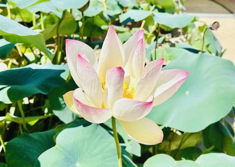 ハス 蓮,ハス,一輪の写真素材