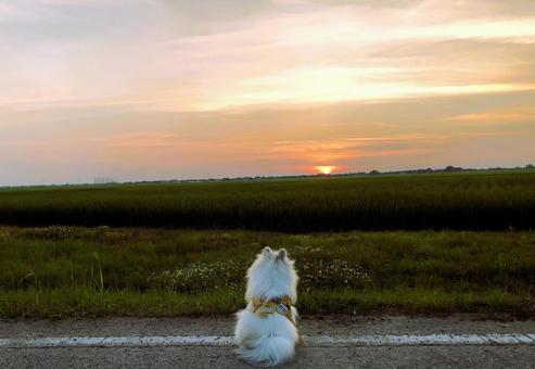 Sunset and dog, JPG Sunset and dog, JPG