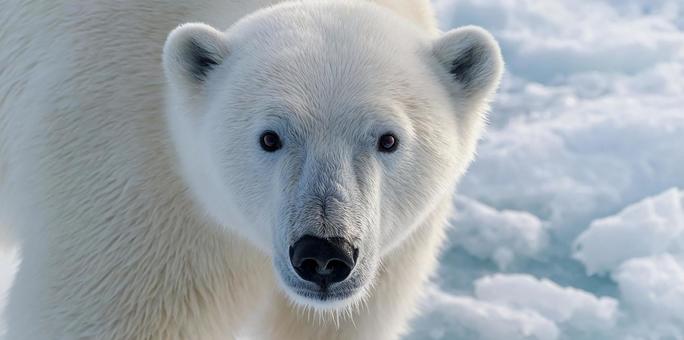 北極の象徴:ホッキョクグマの表情 北極の象徴:ホッキョクグマの表情の写真
