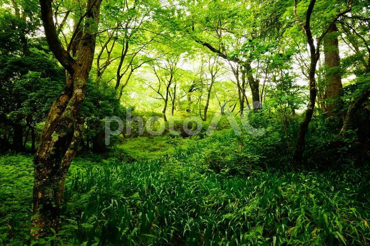 箱根小涌谷千条の滝通りの美しい森林 森林,小涌谷,千条の滝通りの写真素材