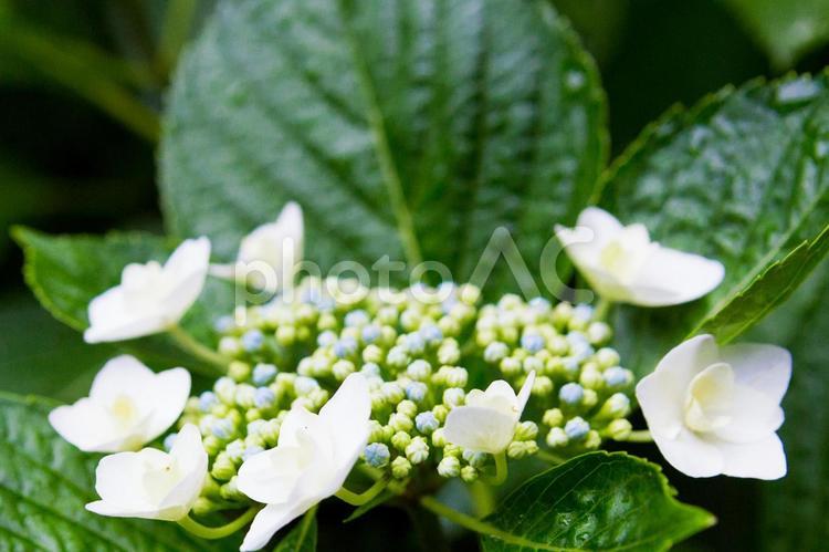 あじさい　雨上がり　水滴 あじさい,水滴,紫陽花の写真素材
