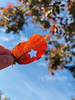 葉っぱの型抜き 葉っぱ,型抜き,青空の写真素材