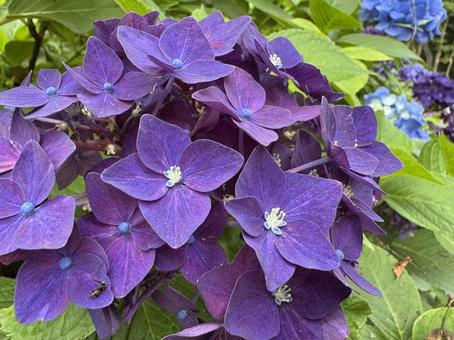 紫の紫陽花 紫の紫陽花の写真