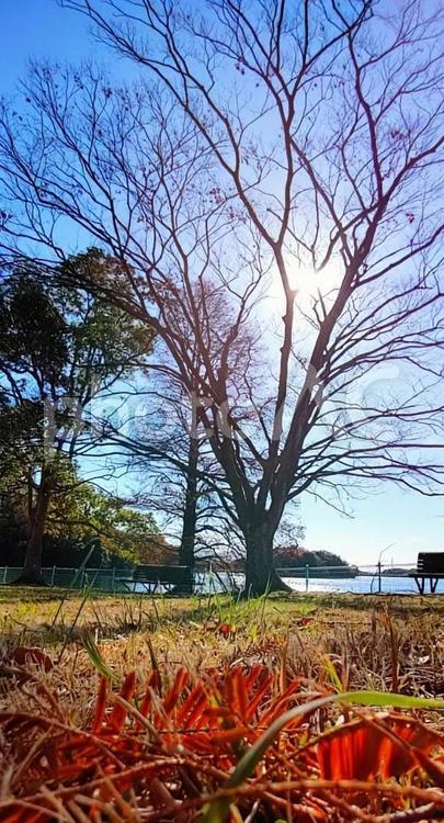 青空とのコントラストが美しい秋の響灘緑地 秋,紅葉,風景の写真素材