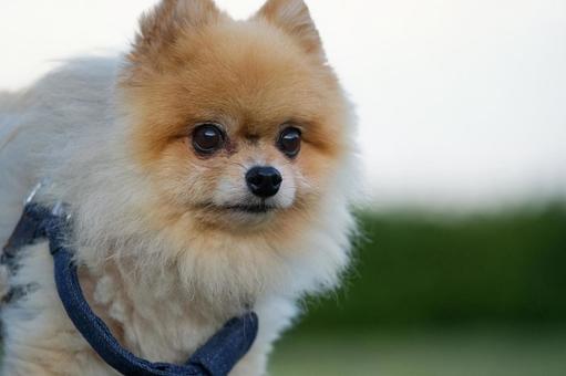 ポメラニアンのポートレート 犬,ポメラニアン,いぬの写真素材