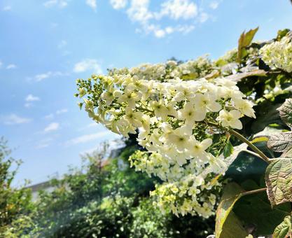 Photo, hydrangea, flower, rainy season, 