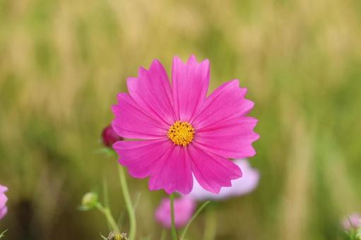 The cosmos stand out against the backdrop of rice fields at harvest time., JPG