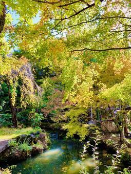 水辺の木々の写真