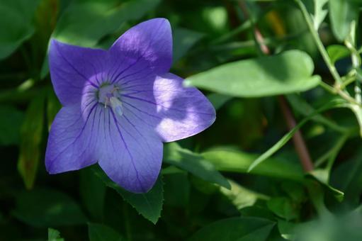 Photo, campanulaceae, flower, bellflower family, 