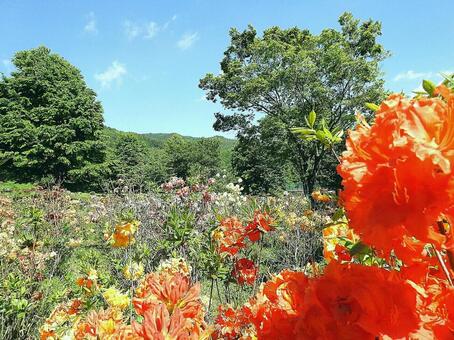 花 花の写真