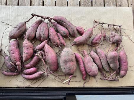 サツマイモ サツマイモ サツマイモ,紅はるか,野菜の写真素材