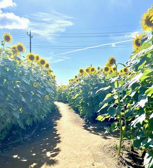 ひまわり 道 ひまわり 道 の写真