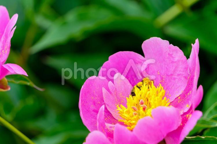 初夏に咲く鮮烈なピンクの芍薬 芍薬,ピンク,黄色の写真素材