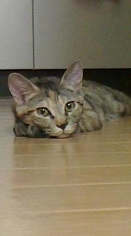 猫 猫の写真