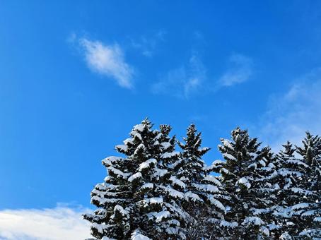 雪が積もった松の木 雪が積もった松の木 雪,松の木,晴れの写真素材