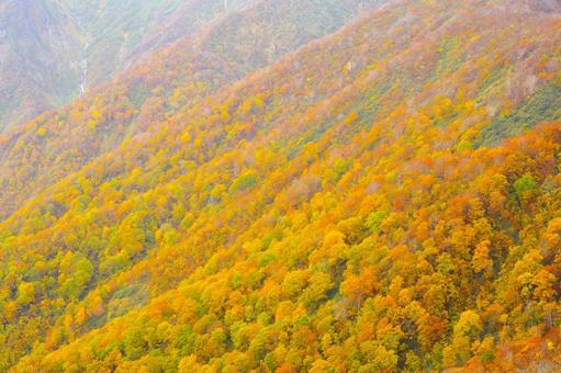 【 紅葉(黄葉) 】絶景のブナ林の山並み 紅葉,黄葉,谷川岳の写真素材