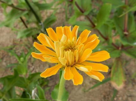 [Flower photo] Zinnia elegans, JPG