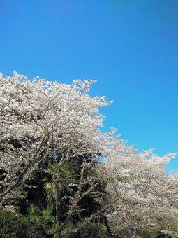 桜 はままつフラワーパーク 桜 はままつフラワーパーク 桜,花,春の写真素材