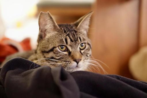 一点を見つめる猫 一点を見つめる猫の写真