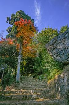 滋賀・大津市 日吉大社 八王子山への参道の写真