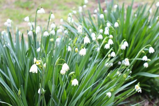 Snowflake (Lily of the valley) flower, JPG