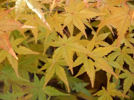 【紅葉写真】美しい紅葉風景 モミジ,紅葉,晩秋の写真素材