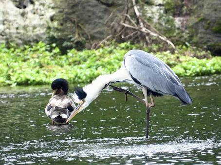 A grey heron and a mallard preening, JPG