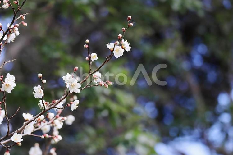 早春の可愛い白い梅の花と蕾 梅,梅の花,花の写真素材