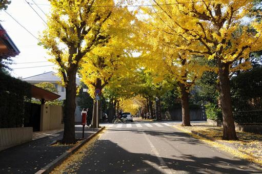 秋の田園調布住宅街 紅葉,田園調布,住宅街の写真素材
