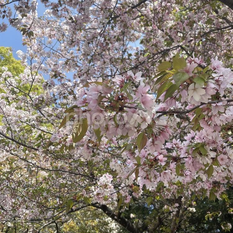 さくらの風景 暖かい日,自然,自然風景の写真素材