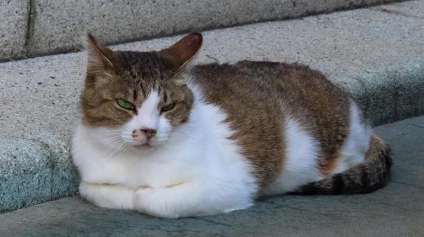 香箱座りで夕涼みしているもふもふな猫様 香箱座りで夕涼みしているもふもふな猫様 猫,キジシロ,香箱座りの写真素材