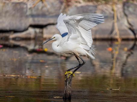水辺のコサギ コサギ,鳥,野鳥の写真素材