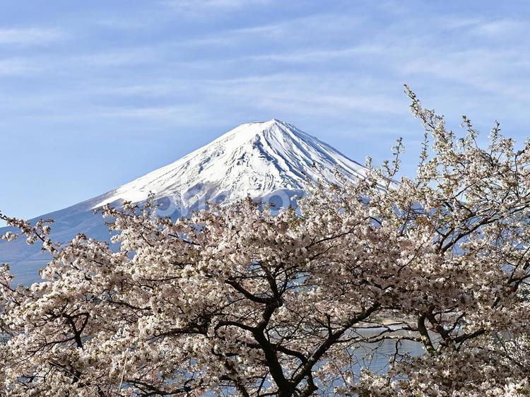 春を彩る桜と富士山 富士山,桜,自然の写真素材