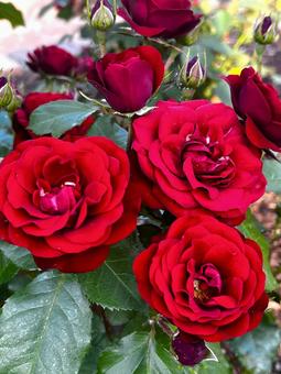 真紅の薔薇 真紅の薔薇の写真