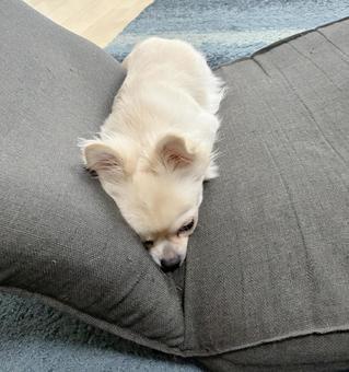 座椅子でお昼寝するチワワ チワワ,室内犬,ペットの写真素材