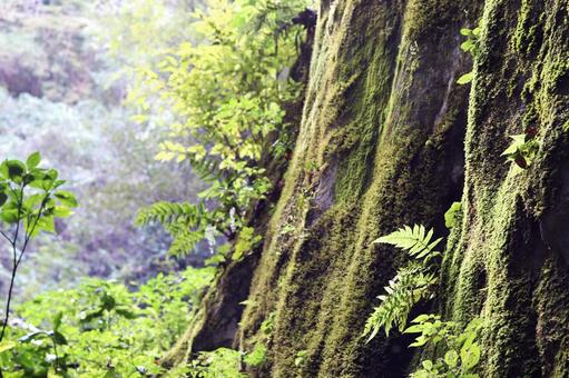 苔の生えた岩 苔,コケ,岩の写真素材