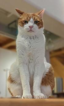 直視する猫(猫神様) 直視する猫(猫神様)の写真